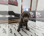 Puppy Cedar Labrador Retriever