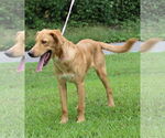 Small #2 Golden Retriever Mix