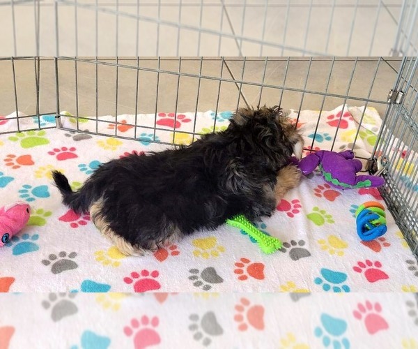 Medium Photo #12 Morkie Puppy For Sale in ORO VALLEY, AZ, USA