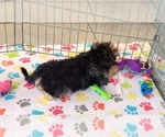 Small #11 Morkie
