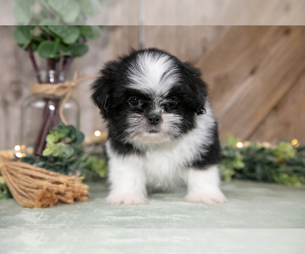Medium Photo #7 Shih Tzu Puppy For Sale in GREENWICH, OH, USA
