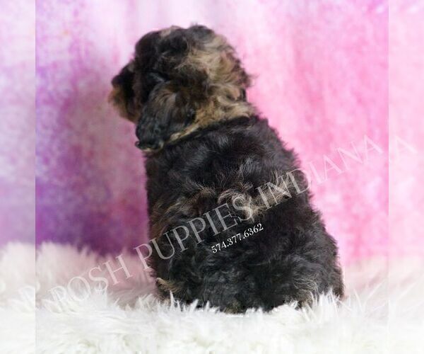 Medium Photo #69 Poodle (Toy) Puppy For Sale in WARSAW, IN, USA