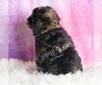 Small Photo #69 Poodle (Toy) Puppy For Sale in WARSAW, IN, USA