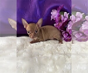 Medium Chihuahua