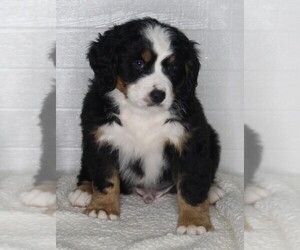 Bernese Mountain Dog Puppy for sale in FREDERICKSBURG, OH, USA