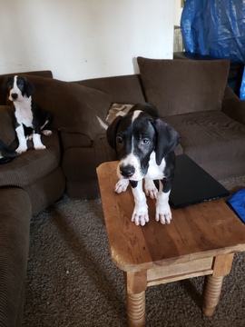 Medium Photo #13 Great Dane Puppy For Sale in CLOVIS, CA, USA