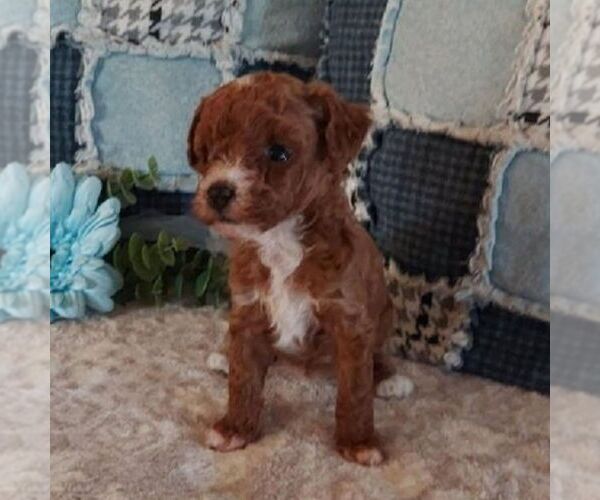 Medium Photo #1 Poodle (Toy) Puppy For Sale in ARTHUR, IL, USA