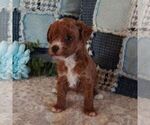 Rosy - Female Poodle (Toy) Puppy for Sale - Small photo