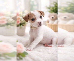 Italian Greyhound-Unknown Mix Dogs for adoption in Sanford, FL, USA