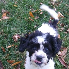 Zuchon Puppy for sale in BROOKEVILLE, MD, USA