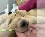 Puppy Red Chopper Golden Retriever