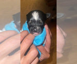 Small #28 Yorkshire Terrier