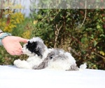 Small #13 ShihPoo