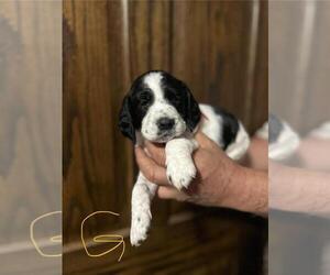 English Springer Spaniel Puppy for Sale in BOYD, Wisconsin USA