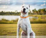 Small #1 Argentinian Mastiff