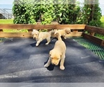 Small #7 Goldendoodle