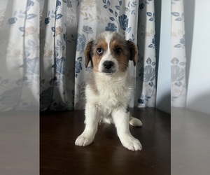 Aussie-Corgi Puppy for sale in DURHAM, CT, USA