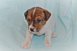 Jack Russell Terrier Puppy for sale in KINGSLEY, MI, USA