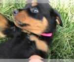 Small Photo #26 Rottweiler Puppy For Sale in OAK GLEN, CA, USA