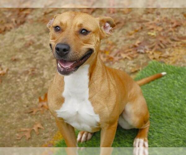 Medium Photo #1 American Staffordshire Terrier-Unknown Mix Puppy For Sale in Tallahassee, FL, USA