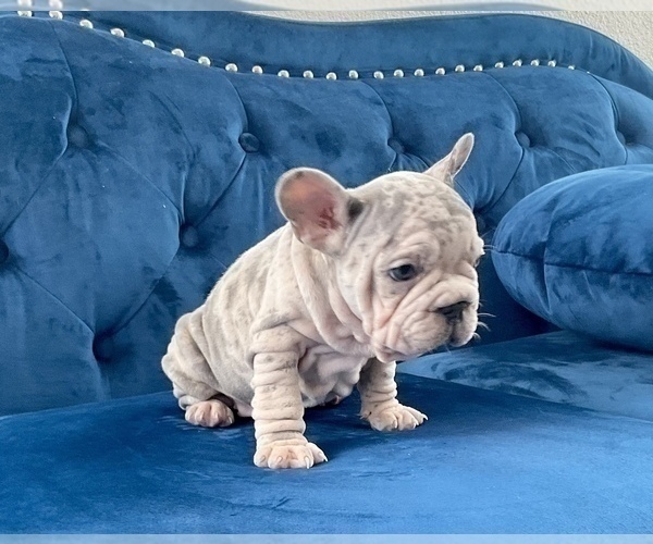 Medium Photo #16 French Bulldog Puppy For Sale in COLUMBUS, OH, USA