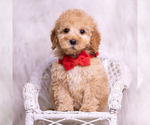 Puppy Indie Goldendoodle (Miniature)
