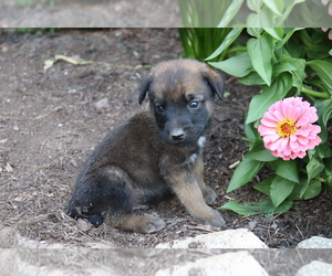 Mastiff-Unknown Mix Puppy for sale in SHILOH, OH, USA
