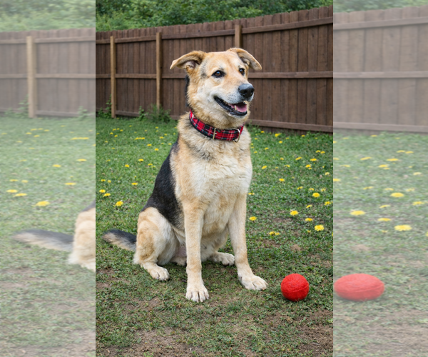 Medium Photo #11 Great Pyrenees-Unknown Mix Puppy For Sale in Mt. Laurel, NJ, USA
