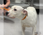 Small #1 Labrador Retriever Mix