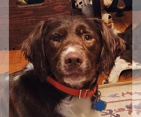 Medium Photo #1 Brittany Puppy For Sale in Curwensville, PA, USA