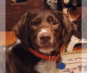 Brittany Dogs for adoption in Curwensville, PA, USA