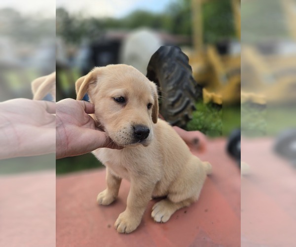 Medium Photo #1 Labrador Retriever Puppy For Sale in APPOMATTOX, VA, USA