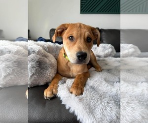 American Pit Bull Terrier-Unknown Mix Dogs for adoption in Duluth, MN, USA