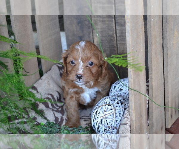 Medium Photo #17 Cavapoo mix (+ Poodle Miniature) Puppy For Sale in GREENWOOD, WI, USA