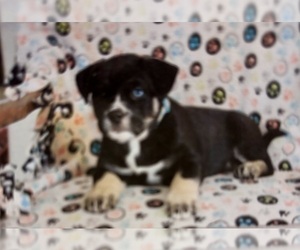 Medium Pug-Siberian Husky Mix