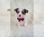 Small Yorkshire Terrier