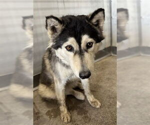 Siberian Husky Dogs for adoption in San Bernardino, CA, USA