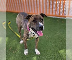 Siberian Husky-Unknown Mix Dogs for adoption in Las Vegas, NV, USA