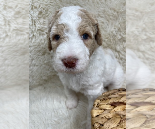 Medium Photo #61 Double Doodle Puppy For Sale in PIERSON, FL, USA