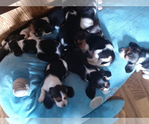 Bagle Hound Puppy for sale in HASTINGS, MI, USA