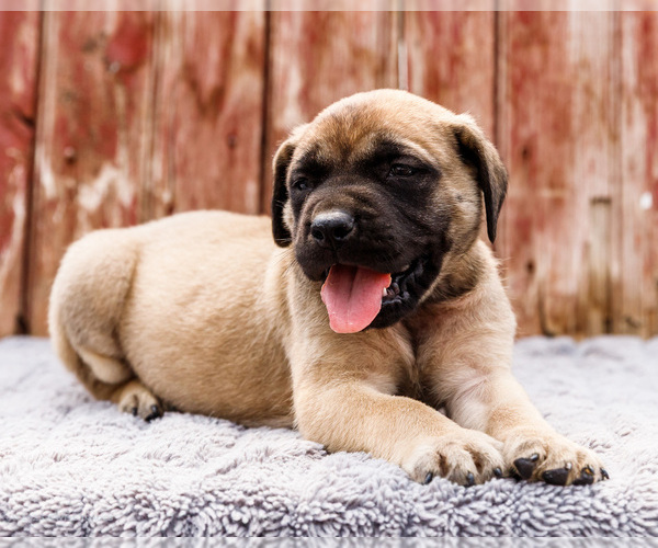 Medium Photo #60 Mastiff Puppy For Sale in WAKARUSA, IN, USA