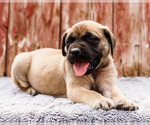 Small Photo #60 Mastiff Puppy For Sale in WAKARUSA, IN, USA