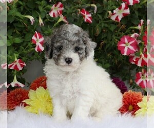 Poodle (Toy) Puppy for sale in FREDERICKSBG, OH, USA