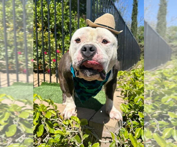 Medium Photo #7 American Bulldog-American Staffordshire Terrier Mix Puppy For Sale in Redlands, CA, USA