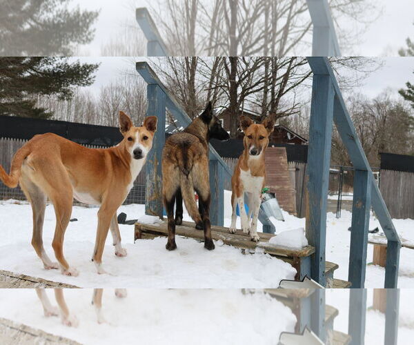 Medium Photo #15 Saluki-Whippet Mix Puppy For Sale in Sebec, ME, USA