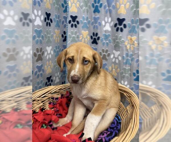Medium Photo #1 Borador Puppy For Sale in Rosenberg, TX, USA