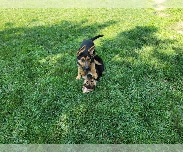 Medium Photo #3 German Shepherd Dog Puppy For Sale in PICKERINGTON, OH, USA