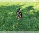 Small Photo #3 German Shepherd Dog Puppy For Sale in PICKERINGTON, OH, USA