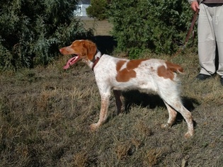 Brittany Puppy for sale in STERLING, CO, USA