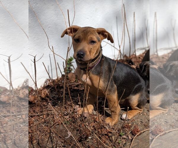 Medium Photo #1 Mutt Puppy For Sale in Cliffwood, NJ, USA